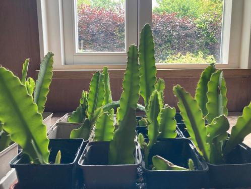 Disocactus phyllanthoides stekjes te koop, Huis en Inrichting, Kamerplanten, Overige soorten, Minder dan 100 cm, Ophalen of Verzenden