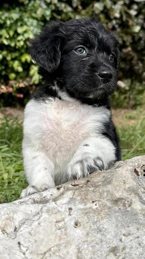 100% friese stabij pups, Dieren en Toebehoren, Honden | Niet-rashonden, Middel, Meerdere dieren, Particulier, Meerdere, Nederland