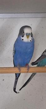 Violet man split Blackface, Mannelijk, Parkiet