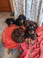 Engelse Cocker Spaniël pups te koop!, 8 tot 15 weken, Meerdere, Meerdere dieren, Spaniël