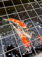 5 koi karpers en 2 butterfly kois filter en pomp, Dieren en Toebehoren, Karper of Koi