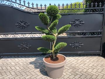 Tuinbonsai Vormsnoei gebogen stam strake eilanden beschikbaar voor biedingen