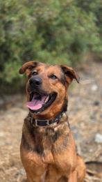 Charlie 2 a 3 jaar oud, verblijft op Cyprus, Particulier, Rabiës (hondsdolheid), Reu, 1 tot 2 jaar