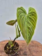 Philodendron Splendid p12 (6)