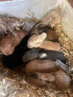 Prachtige hangoor baby konijntjes te koop, Geslacht onbekend, Dwerg, Hangoor, 0 tot 2 jaar