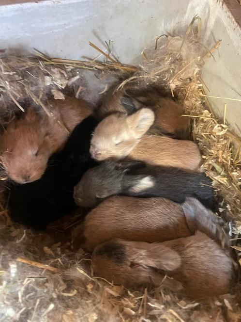 Prachtige hangoor baby konijntjes te koop, Dieren en Toebehoren, Konijnen, Dwerg, Geslacht onbekend, 0 tot 2 jaar, Hangoor