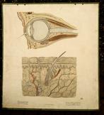Oude anatomie schoolplaat van oog en huid 100 jaren oud, Ophalen of Verzenden, Overige thema's