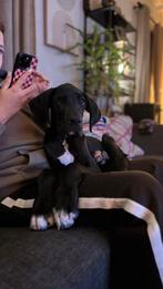 Duitse dog pup, Reu, 8 tot 15 weken, Eén hond, Nederland