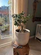 Ficus Ginseng 65cm - Inclusief Pot!, Ophalen, Ficus, Halfschaduw, In pot