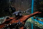 Acanticus Adonis Pleco L155, Vis, Zoetwatervis