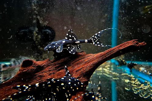 Acanticus Adonis Pleco L155, Dieren en Toebehoren, Vissen | Aquariumvissen, Zoetwatervis, Vis