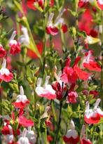 Salvia Red Lips, Volle zon, Vaste plant, Zomer, Ophalen
