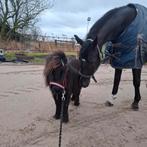 Verzorgster gezocht paarden, Dieren en Toebehoren, Ophalen
