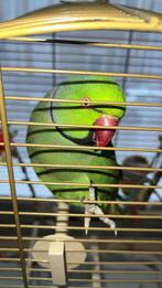 Alexandrine parakeet, Geslacht onbekend, Papegaai