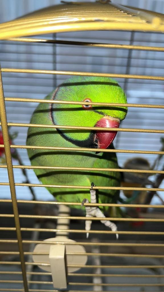 Alexandrine parakeet, Dieren en Toebehoren, Vogels | Parkieten en Papegaaien, Papegaai, Geslacht onbekend