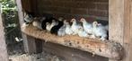 Cochin krieltjes, Dieren en Toebehoren, Pluimvee, Meerdere dieren, Kip