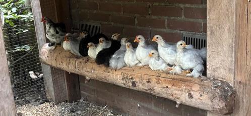 Cochin krieltjes, Dieren en Toebehoren, Pluimvee, Kip, Meerdere dieren