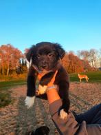 Border Collie (mix) pups, knuffellijn, 8 tot 15 weken, Collie, Meerdere, Meerdere dieren