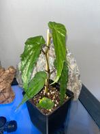 Begonia sp Papua, Ophalen of Verzenden, Halfschaduw, Minder dan 100 cm