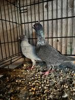 Te koop, Dieren en Toebehoren, Vogels | Duiven, Mannelijk, Postduif