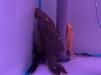 Diverse l nummers en cichliden, Dieren en Toebehoren, Vissen | Aquariumvissen, Vis