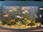 Aquarium, Dieren en Toebehoren, Vissen | Aquariumvissen, Vis, Zoetwatervis