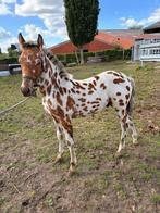 APPALOOSA LEOPARD BRUIN/ZWART VEULEN TE KOOP, Dieren en Toebehoren, Paarden, Gechipt, Niet van toepassing, 0 tot 2 jaar, Hengst