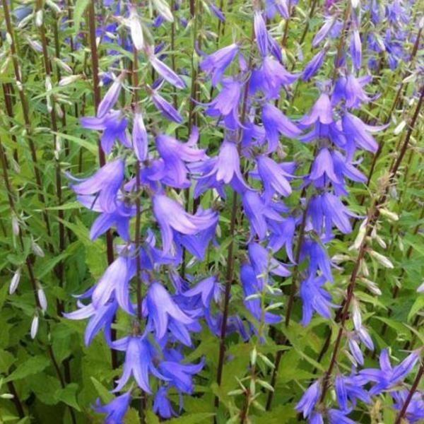 Uit de biologische moestuin: Campanula, zaden., Tuin en Terras, Bloembollen en Zaden, Zaad, Voorjaar, Halfschaduw, Ophalen of Verzenden