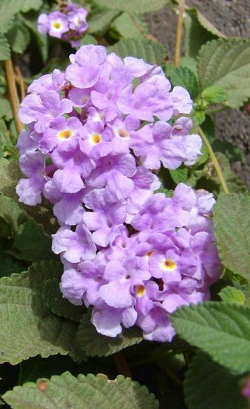 Kruipende wisselbloem 'Purple' (Lantana montevidensis) beschikbaar voor biedingen