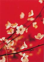 Kersenbloesem  ongelopen Ansichtkaart voor het Kind ( A13), Ophalen of Verzenden, Ongelopen