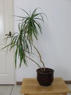 2-stammige Dracaena marginata in mooie pot, 125 cm hoog, Ophalen, 100 tot 150 cm, Overige soorten, Halfschaduw