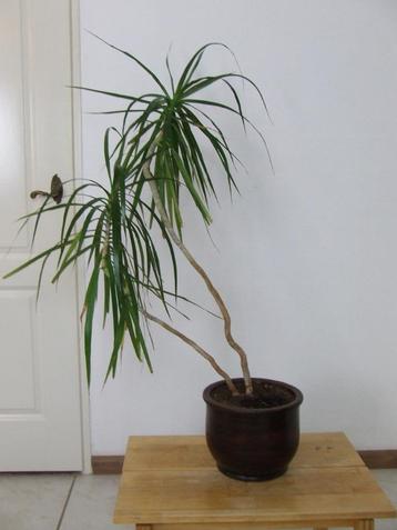 2-stammige Dracaena marginata in mooie pot, 125 cm hoog beschikbaar voor biedingen