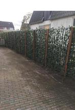 Hagen kant en klaar groenblijvende hedera direct privacy, Ophalen of Verzenden, Overige soorten, 100 tot 250 cm