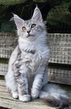 Maine coon meisje met stamboom, Dieren en Toebehoren, Katten en Kittens | Raskatten | Langhaar, Poes, Ontwormd