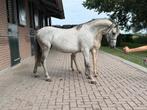 Welsh merrie + veulen, Dieren en Toebehoren, Pony's, Gechipt, C pony (1.27m tot 1.37m), 7 tot 10 jaar, Onbeleerd