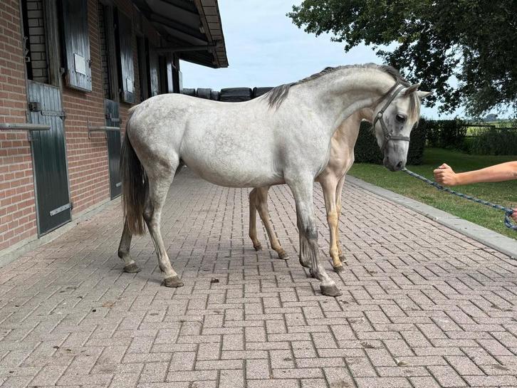 Welsh merrie + veulen, Dieren en Toebehoren, Pony's, Meerdere dieren, Onbeleerd, C pony (1.27m tot 1.37m), Recreatiepony, 7 tot 10 jaar