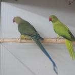 Halsbandparkieten, Meerdere dieren, Parkiet