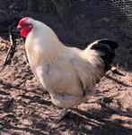 Witte haan, Dieren en Toebehoren, Pluimvee, Mannelijk, Kip