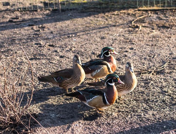 Diverse   ssorten eenden, Dieren en Toebehoren, Overige Dieren, Meerdere dieren, April
