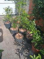 15 citrus bomen, citroen kumquat mandarijn grape sin etc., Ophalen, Lente, Volle zon, In pot