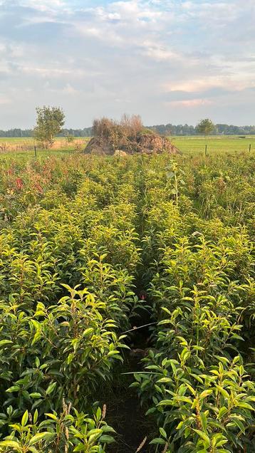Prunus lusitanica beschikbaar voor biedingen