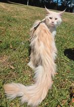 Maine coon dekkater met stamboom, Kater, Gechipt, 0 tot 2 jaar