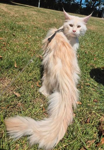 Maine coon dekkater met stamboom beschikbaar voor biedingen