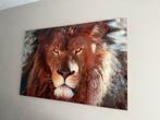 Fotoglas leeuw, Ophalen of Verzenden