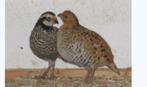 Verginische boomkwartel kopel, Dieren en Toebehoren, Pluimvee, Meerdere dieren, Eend