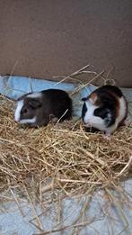 2 lieve jonge cavia beertjes te koop., December, Mannelijk, Cavia