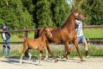 Tuigpaard merrieveulen, Dieren en Toebehoren, Paarden, Merrie, Gechipt, 0 tot 2 jaar, Tuigpaard