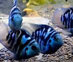 Jong koppel polar blue parrots, Vis