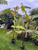 Musa's 4 stuks, Tuin en Terras, Ophalen, Volle zon, Vaste plant, Bloeit niet