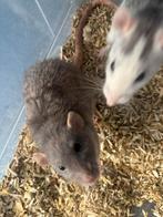 2 ratten vrouwtjes 1 rex blauw dumbo oor rat en 1 husky rat, Dieren en Toebehoren, Knaagdieren, April, Vrouwelijk, Rat
